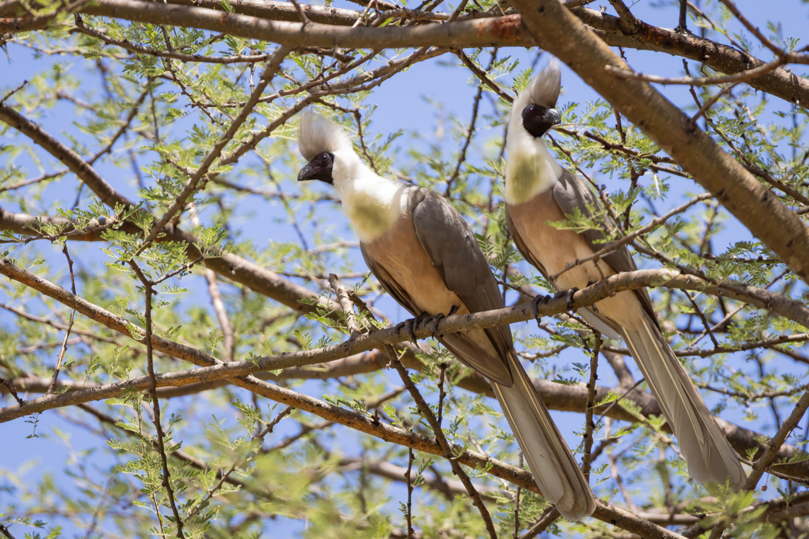 image Bare-faced Go-away-bird